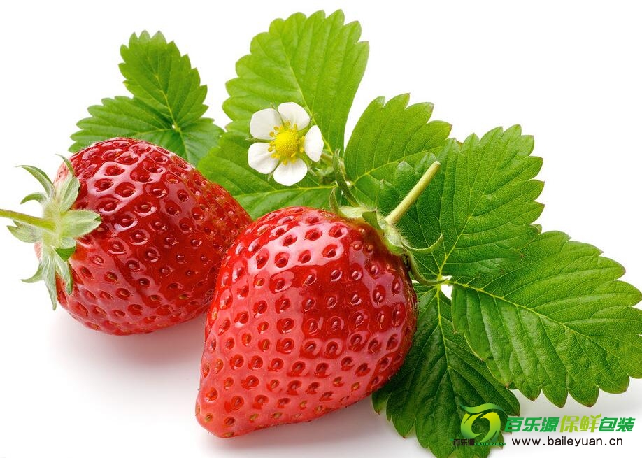 草莓種植方法 | 草莓種子播種技術(shù) | 草莓栽培方法！