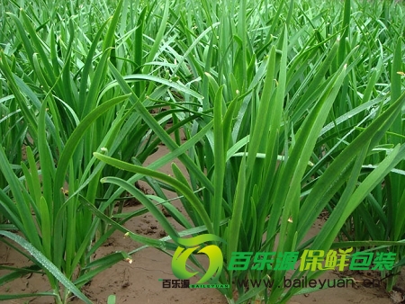 韭菜真能壯陽嗎？
