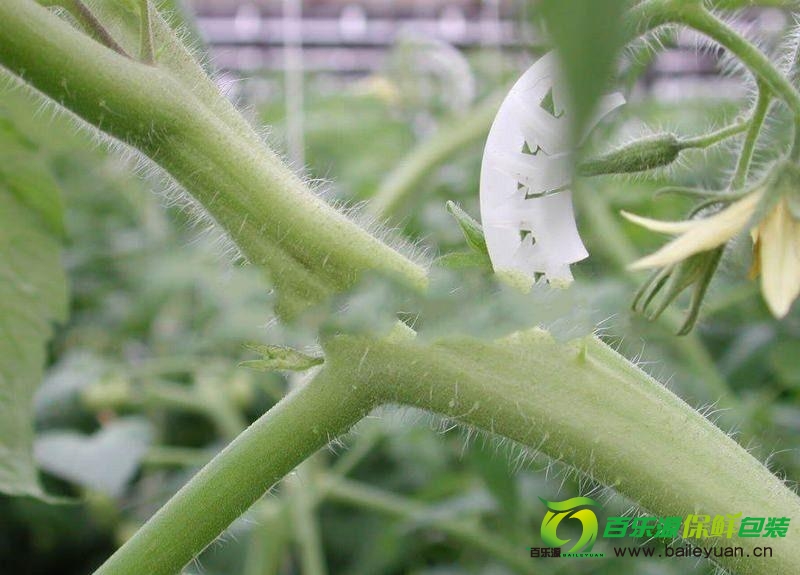 番茄裂莖是咋回事？