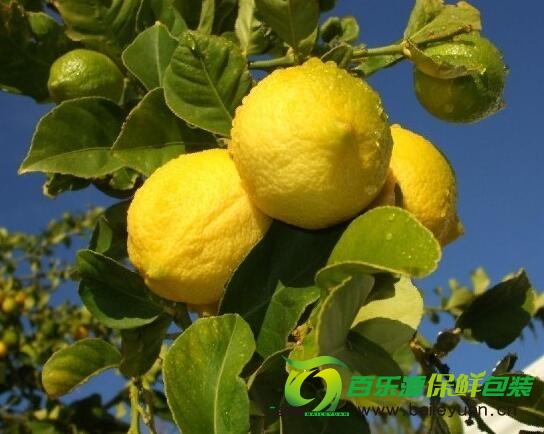 檸檬樹種植時需要注意那些?